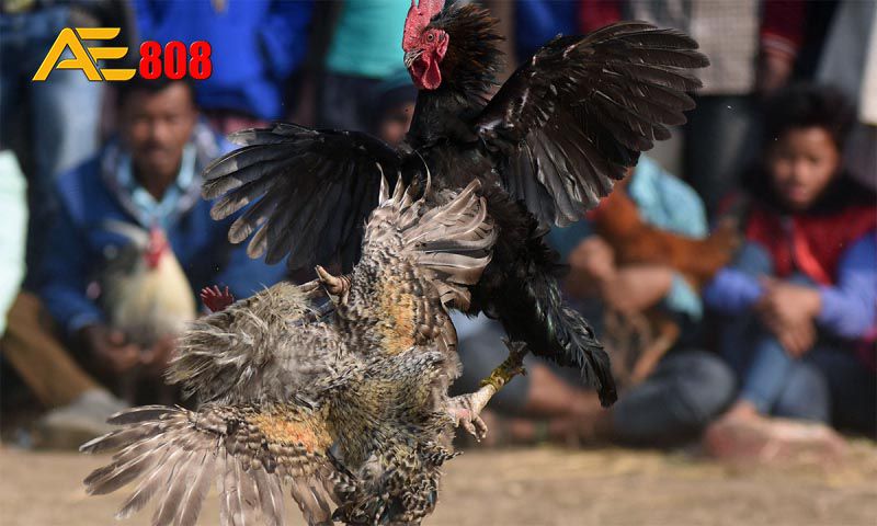 Game thể thao với hướng dẫn dễ theo dõi - 007Win